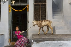 Una niña juega con un cordero en Bukaraya Samudram durante la festividad del Teru. © Cristina García Rodero.