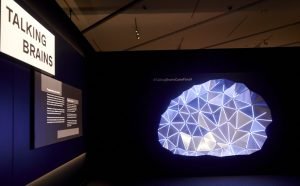 La exposición permite comprender la evolución del lenguaje y del cerebro lingüístico.