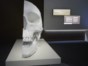 La muestra de la Fundación la Caixa está centrada en las funciones lingüísticas del cerebro.