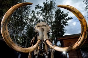 Visión frontal del esqueleto de un mamut. Fundación ”la Caixa”.