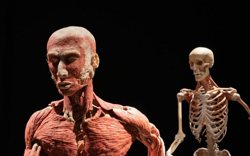 Plastinación, arte macabro en Body Worlds