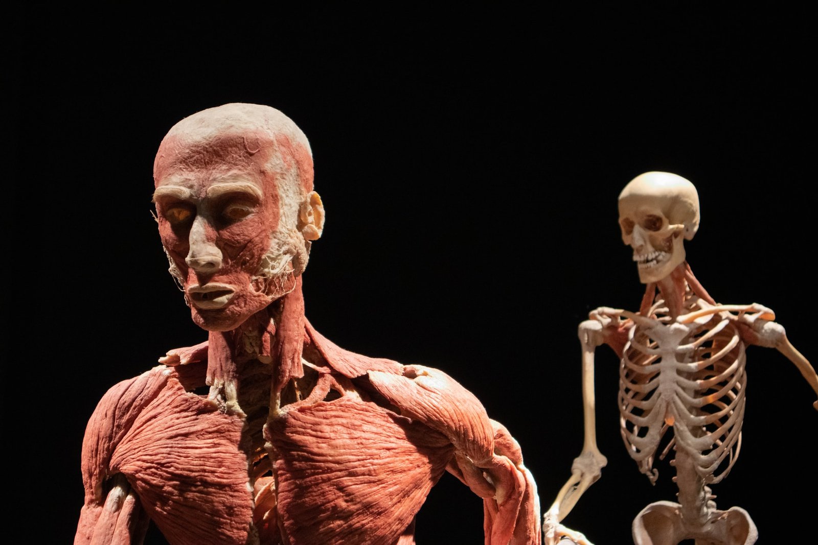 Plastinación, arte macabro en Body Worlds