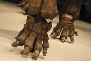 La exposición Mamut. El gigante de la Edad de Hielo se podrá visitar en CaixaForum Sevilla hasta el 10 de abril de 2022.