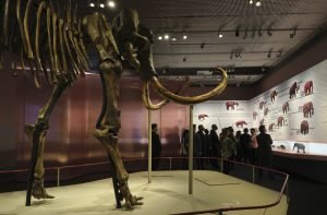 Mamuts en el Centro Cultural la Caixa en Sevilla | Antonio Pulido