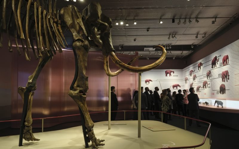 Mamuts en CaixaForum Sevilla